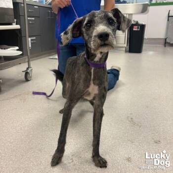 Frisch -  Schnauzer Dog for Adoption in Washington, District Of Columbia - Frisch | PetCurious