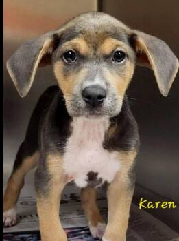 Karen Grassle -  Mixed Breed Dog for Adoption in Groveland, Massachusetts - Karen Grassle | PetCurious