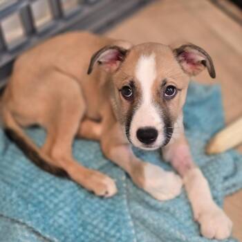 Honey Bunny -  Boxer and Mixed Breed Dog for Adoption in Austin, Texas - Honey Bunny | PetCurious