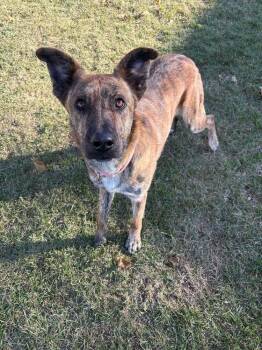 Dutch Shepherd Dogs Available for Adoption - Zira | PetCurious