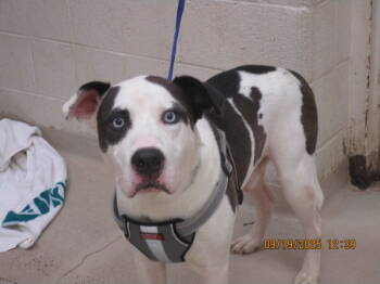 Rescue Pit Bull Terrier Dogs for Adoption in Marietta, Georgia - Rylo (881) | PetCurious