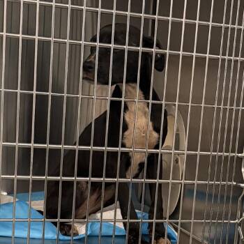 Nessie -  Boxer Dog for Adoption in Greensboro, North Carolina - Nessie | PetCurious