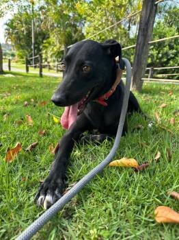 Black Labrador Retriever and Greyhound Dogs Available for Adoption in Weare, New Hampshire - Giovanna Aka "Gia" | PetCurious