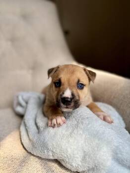 Desmond - Nuggets litter -  American Staffordshire Terrier Dog for Adoption in Holly Springs, North Carolina - Desmond - Nuggets Litter | PetCurious