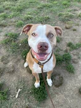 Rescue Pit Bull Terrier Dogs for Adoption in Evansville, Indiana - Buddy | PetCurious