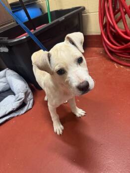 Rescue Labrador Retriever Dogs for Adoption in Douglasville, Georgia - Rowdy | PetCurious