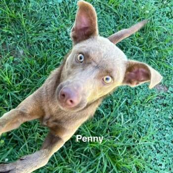 Penny -  Mixed Breed Dog for Adoption - Penny | PetCurious