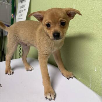 Pomeranian and Chihuahua Dogs Available for Adoption in Floresville, Texas - Bean | PetCurious