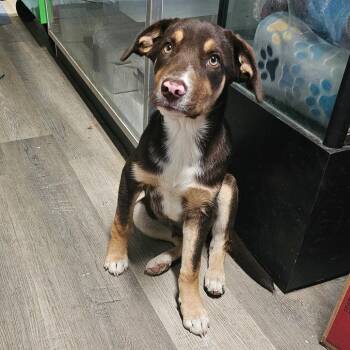 Mazda -  Mixed Breed and Hound Dog for Adoption in Mount Vernon, Arkansas - Mazda | PetCurious