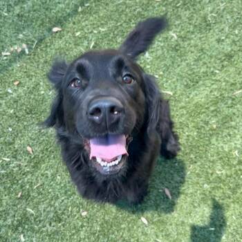 Shasta -  Flat Coated Retriever and Mixed Breed Dog for Adoption in Hopkinton, Massachusetts - Shasta | PetCurious