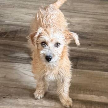 Pumpernickel -  Terrier and Mixed Breed Dog for Adoption in Las Vegas, Nevada - Pumpernickel | PetCurious