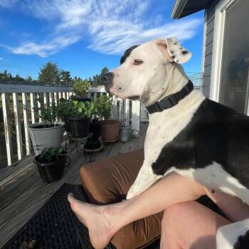 745 (2026) Piper -  American Staffordshire Terrier and Pit Bull Terrier Dog for Adoption in Parker, Colorado - 745 (2026) Piper | PetCurious