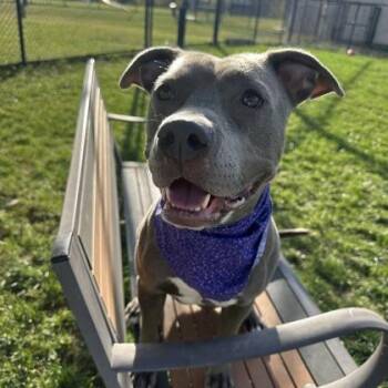 Rescue Mixed Breed Dogs for Adoption in Dubuque, Iowa - Nyla | PetCurious