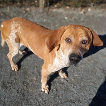 Yellow Labrador Retriever and Hound Dogs Available for Adoption - Spud | PetCurious
