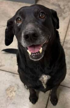 Labrador Retriever and Mixed Breed Dogs Available for Adoption - Pepper | PetCurious