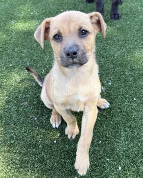 Shepherd and Labrador Retriever Dogs Available for Adoption in Gallatin, Tennessee - Dali | PetCurious