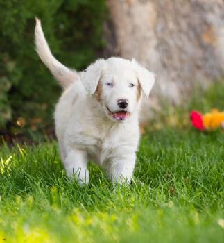 Bugsy -  Smooth Collie and Australian Shepherd Dog for Adoption in New Washoe City, Nevada - Bugsy | PetCurious
