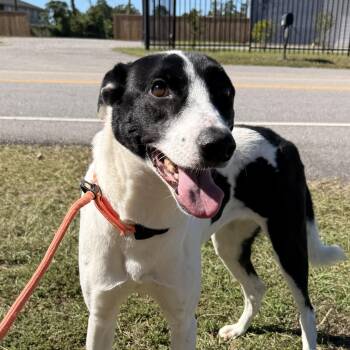 Precious -  Border Collie Dog for Adoption in Columbia, South Carolina - Precious | PetCurious