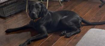 Rescue Plott Hound Dogs for Adoption in Brooksville, Florida - Raven | PetCurious