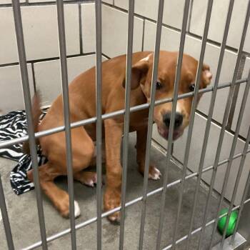 Freya -  Pit Bull Terrier and Cane Corso Dog for Adoption in Waynesburg, Pennsylvania - Freya | PetCurious