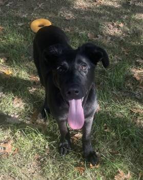 Velvet -  Labrador Retriever Dog for Adoption in Irwin, Pennsylvania - Velvet | PetCurious