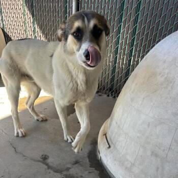 Frankenstein -  Cattle Dog and Mixed Breed Dog for Adoption in Flagstaff, Arizona - Frankenstein | PetCurious