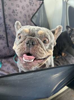 Mulder -  French Bulldog Dog for Adoption in New Orleans, Louisiana - Mulder | PetCurious