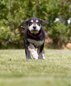 Labrador Retriever and Great Pyrenees Dogs Available for Adoption in New Washoe City, Nevada - Strawberry | PetCurious