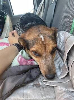 SUSIE -  Australian Cattle Dog Blue Heeler and Cardigan Welsh Corgi Dog for Adoption in Casper, Wyoming - SUSIE | PetCurious