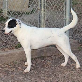 Pointer Dogs Available for Adoption in Bartlett, Tennessee - Polly | PetCurious