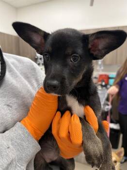 FURY -  German Shepherd Dog Dog for Adoption in Baytown, Texas - FURY | PetCurious