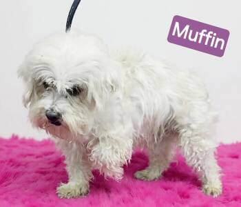 Muffin -  Shih Tzu and Maltese Dog for Adoption in Wheelersburg, Ohio - Muffin | PetCurious