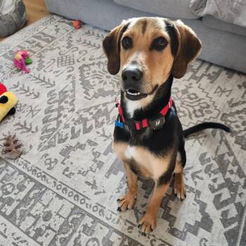 Shepherd Dogs Available for Adoption - Niklaus | PetCurious