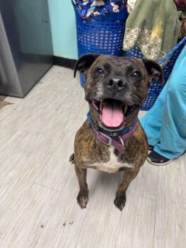 Pit Bull Terrier and Mixed Breed Dogs Available for Adoption - Figgy Pudding | PetCurious