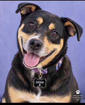 Sasha -  Rottweiler and Labrador Retriever Dog for Adoption in Cumming, Georgia - Sasha | PetCurious