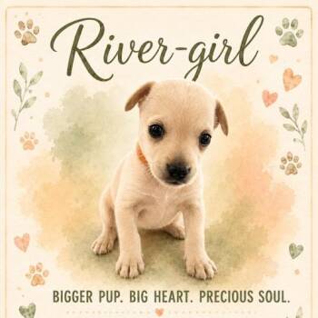 River girl -  Chihuahua and Yorkshire Terrier Dog for Adoption in Houston, Texas - River Girl | PetCurious