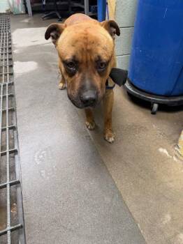 American Bulldog and Pit Bull Terrier Dogs Available for Adoption in Stockton, California - GOTTI | PetCurious