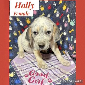 Hound Dogs Available for Adoption - Holly | PetCurious