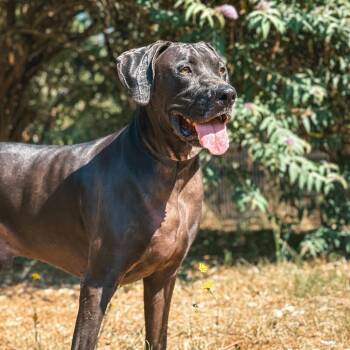 Pluto -  Black Labrador Retriever and Pit Bull Terrier Dog for Adoption in Portland, Oregon - Pluto | PetCurious