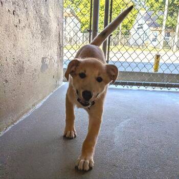 Snookie -  Shepherd and Mixed Breed Dog for Adoption in Tulsa, Oklahoma - Snookie | PetCurious
