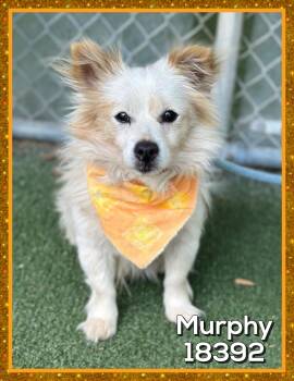 Pomeranian Dogs Available for Adoption in Marietta, Georgia - MURPHY | PetCurious