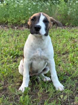 Skye -  Mixed Breed Dog Available for Adoption in Okemah, Oklahoma - Skye | PetCurious