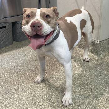 Lexie -  Pit Bull Terrier Dog for Adoption in San Gabriel, California - Lexie | PetCurious