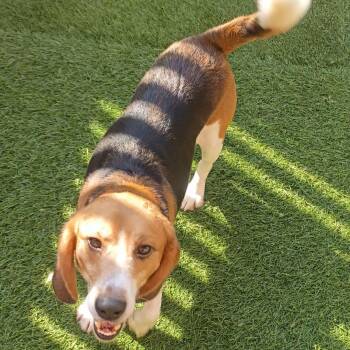 Ramen -  Beagle Dog for Adoption in Hainesville, Illinois - Ramen | PetCurious