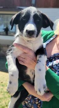 Border Collie and Australian Cattle Dog Blue Heeler Dogs Available for Adoption in Durango, Colorado - Clover | PetCurious