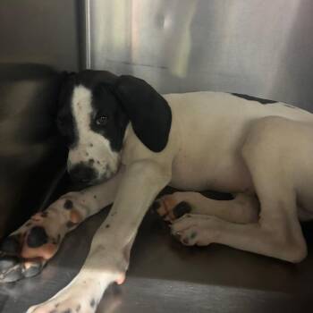 Theodore -  Mixed Breed Dog for Adoption in Corbin, Kentucky - Theodore | PetCurious