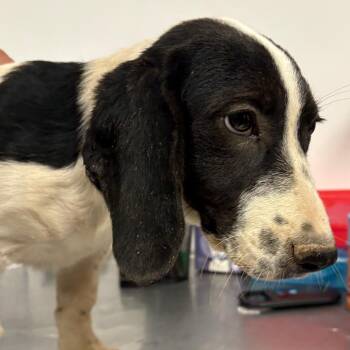 Callie -  Beagle Dog for Adoption in Yuma, Arizona - Callie | PetCurious