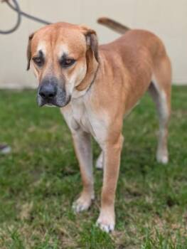 Buddy -  Black Mouth Cur Dog for Adoption in Gulfport, Mississippi - Buddy | PetCurious