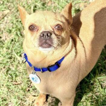 Chihuahua and Pug Dogs Available for Adoption in Larkfield-wikiup, California - Peggy | PetCurious