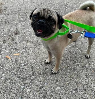 Bogo $600 -  Pug Dog for Adoption in West Milwaukee, Wisconsin - Bogo $600 | PetCurious